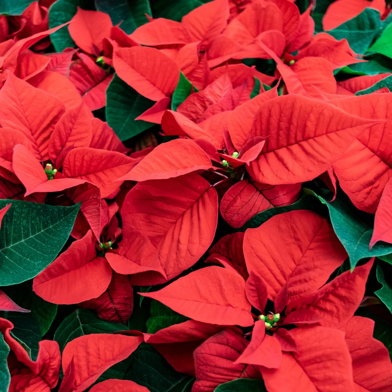 Poinsettia Rouge