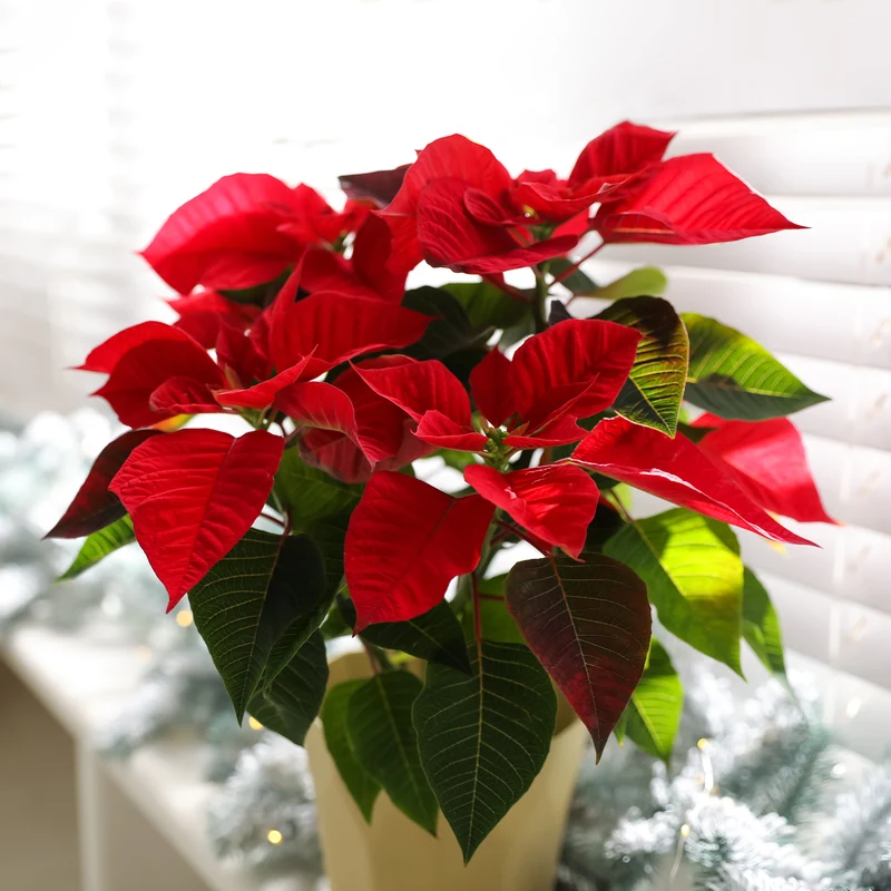 Poinsettia Rouge