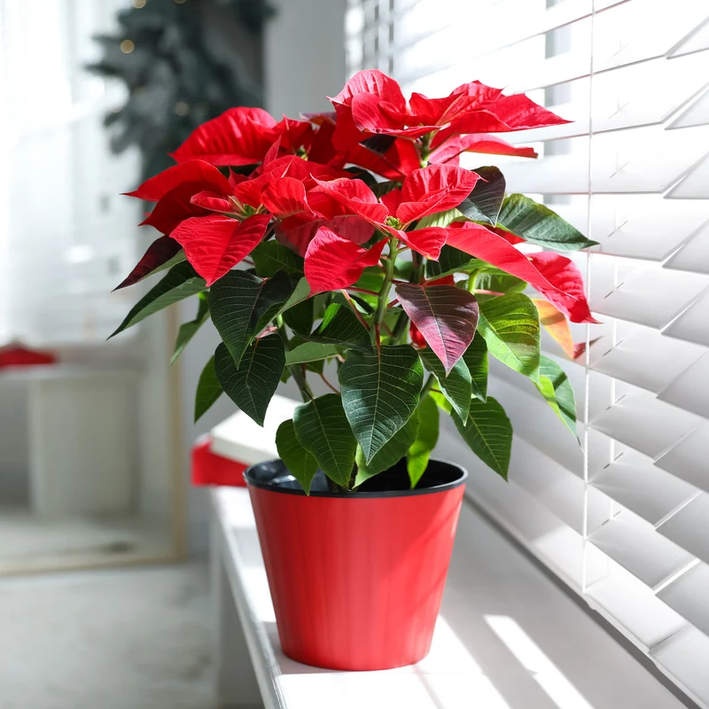 Poinsettia Rouge