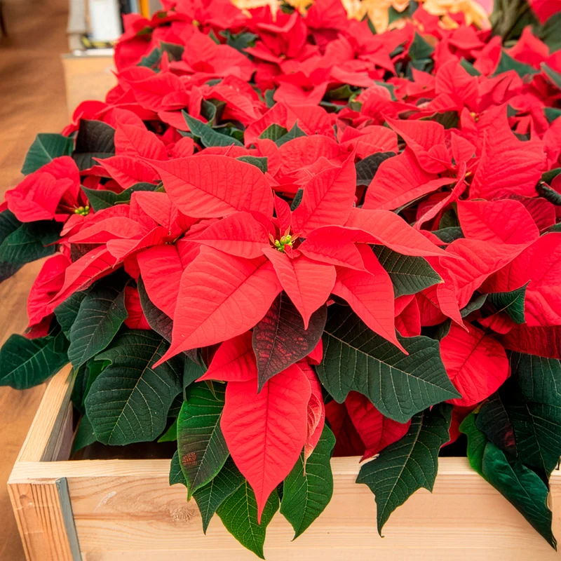 Poinsettia Rouge