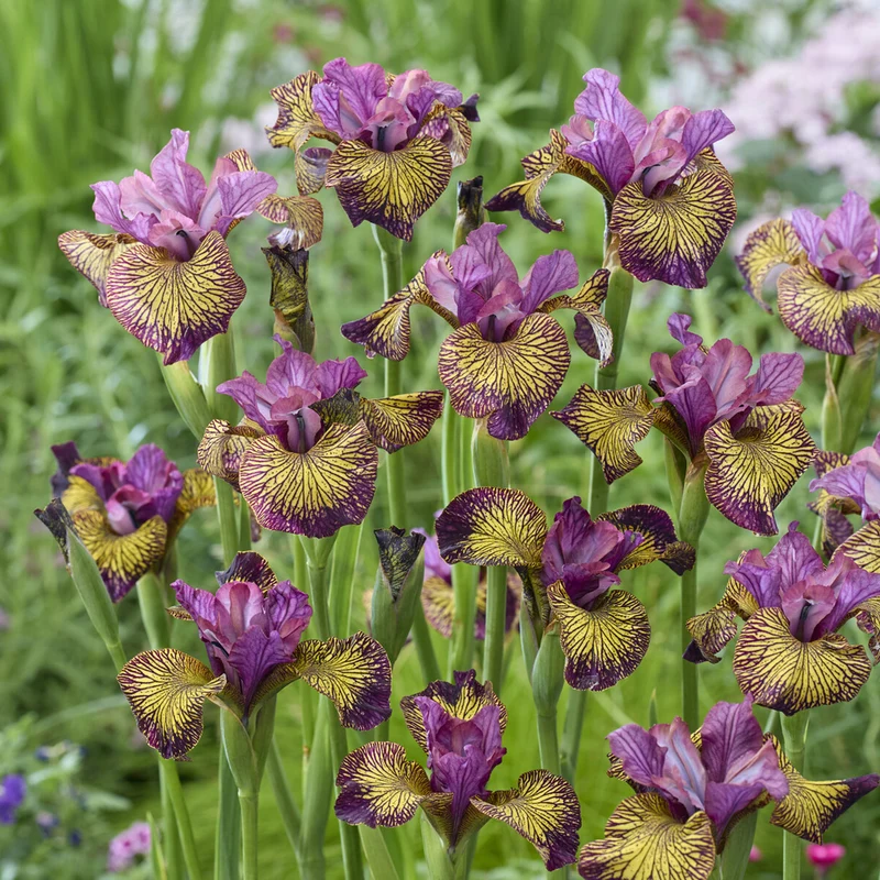 Iris de Sibérie Juniper Leigh