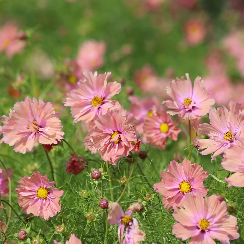 Cosmos Apricotta