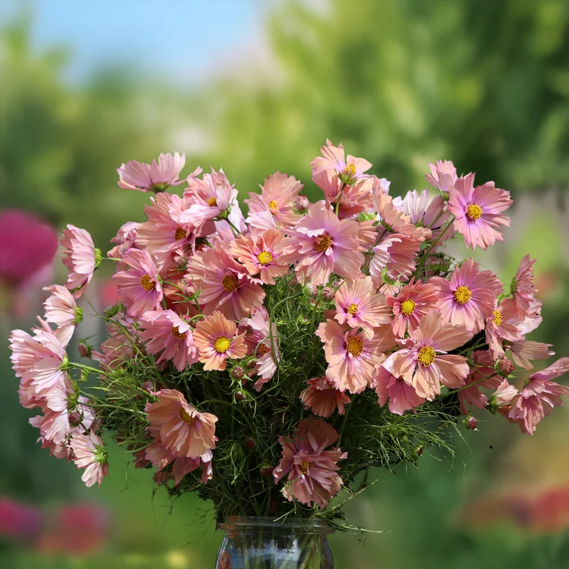 Cosmos Apricotta