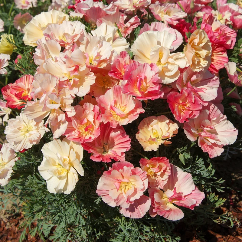Pavot de Californie Double Appleblossom