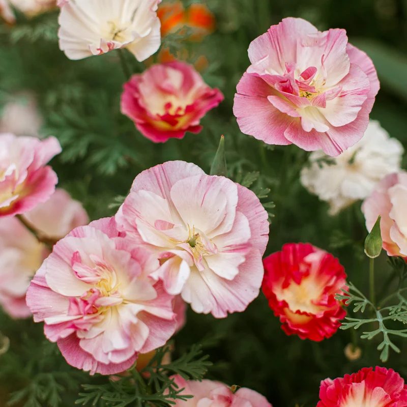 Pavot de Californie Double Appleblossom