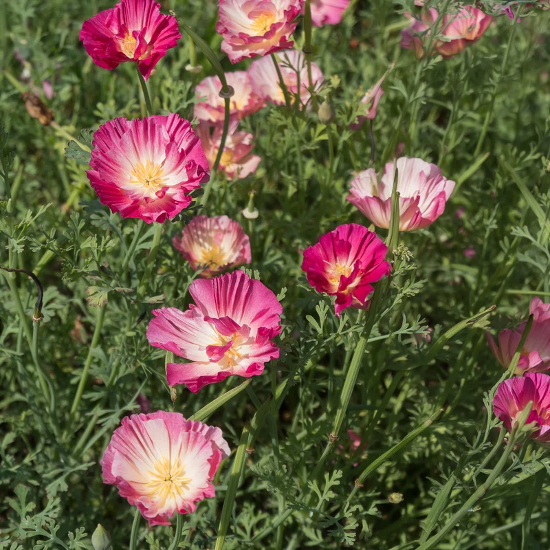 Pavot de Californie Double Appleblossom