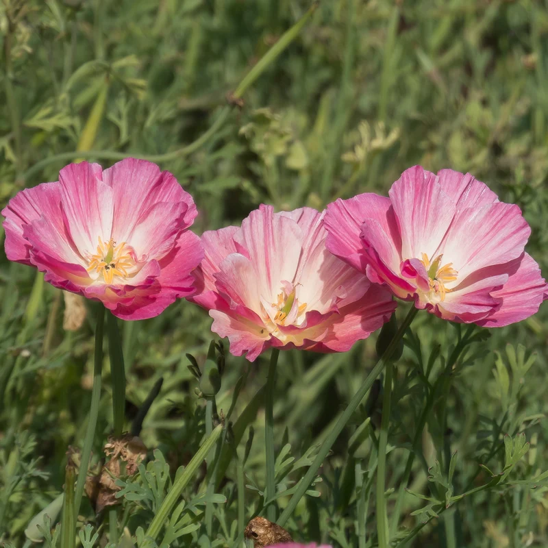 Pavot de Californie Double Appleblossom