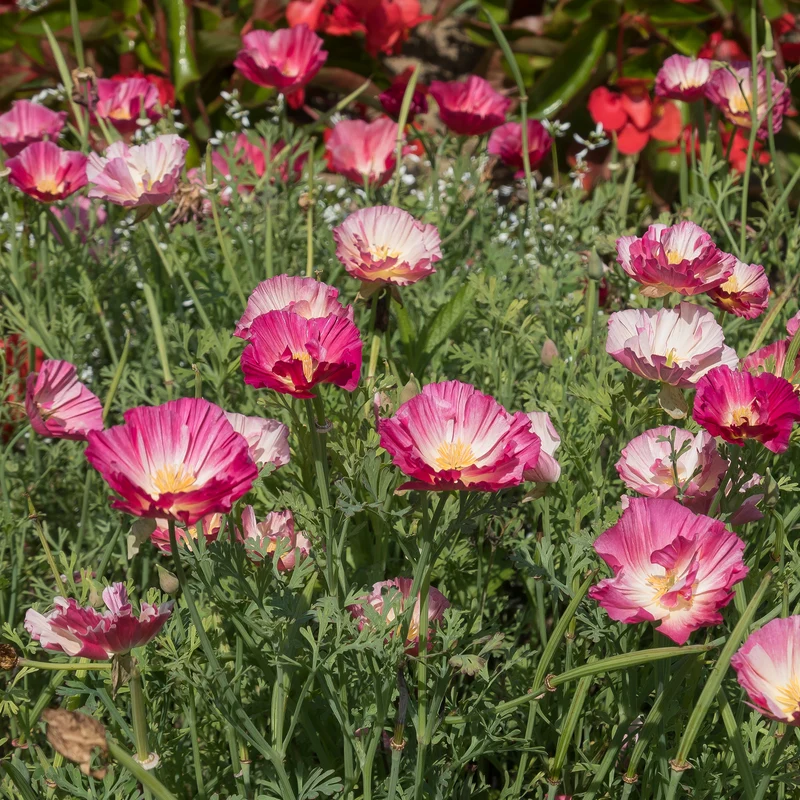 Pavot de Californie Double Appleblossom