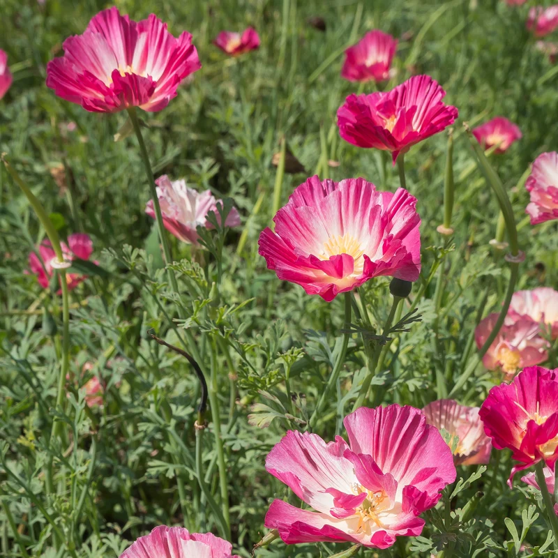 Pavot de Californie Double Appleblossom