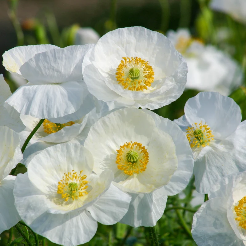 Coquelicot Bridal Silk