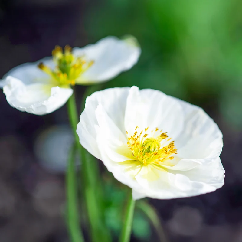 Coquelicot Bridal Silk