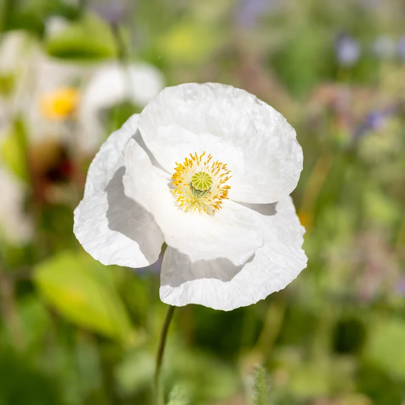 Coquelicot Bridal Silk