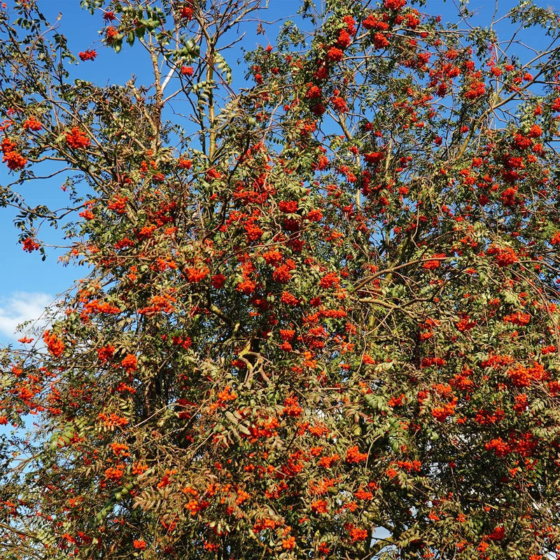 Sorbier des oiseleurs