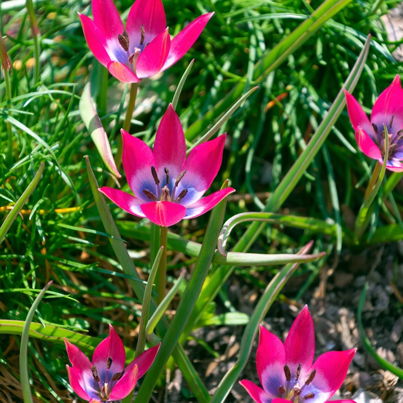 10 Tulipes botaniques Little Beauty