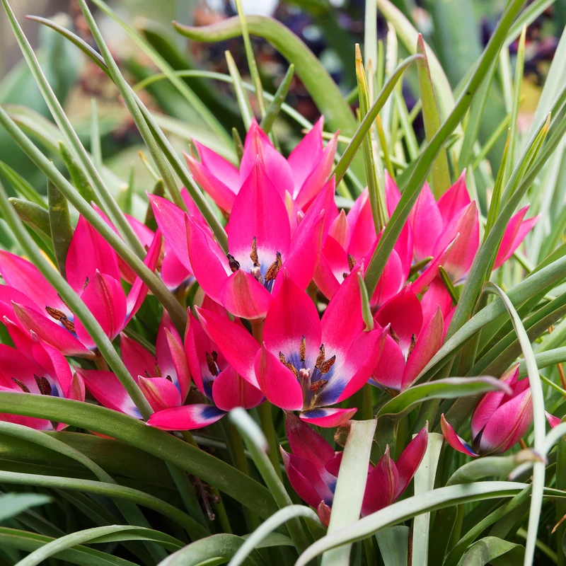10 Tulipes botaniques Little Beauty