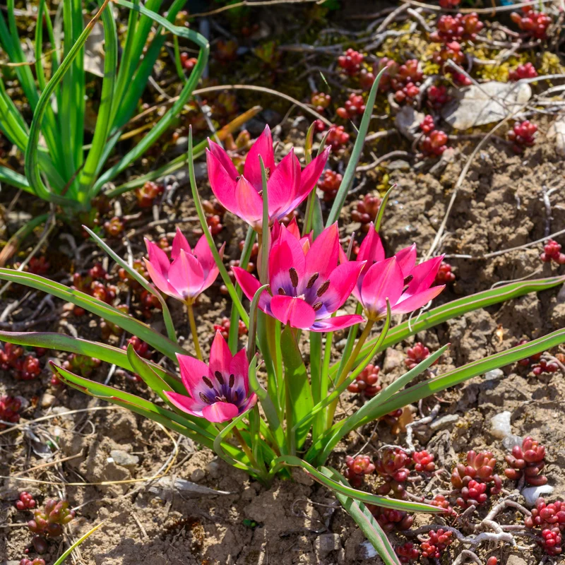 10 Tulipes botaniques Little Beauty