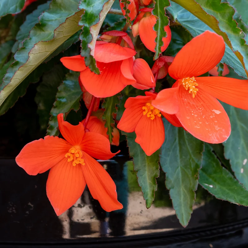 Bégonia retombant orange