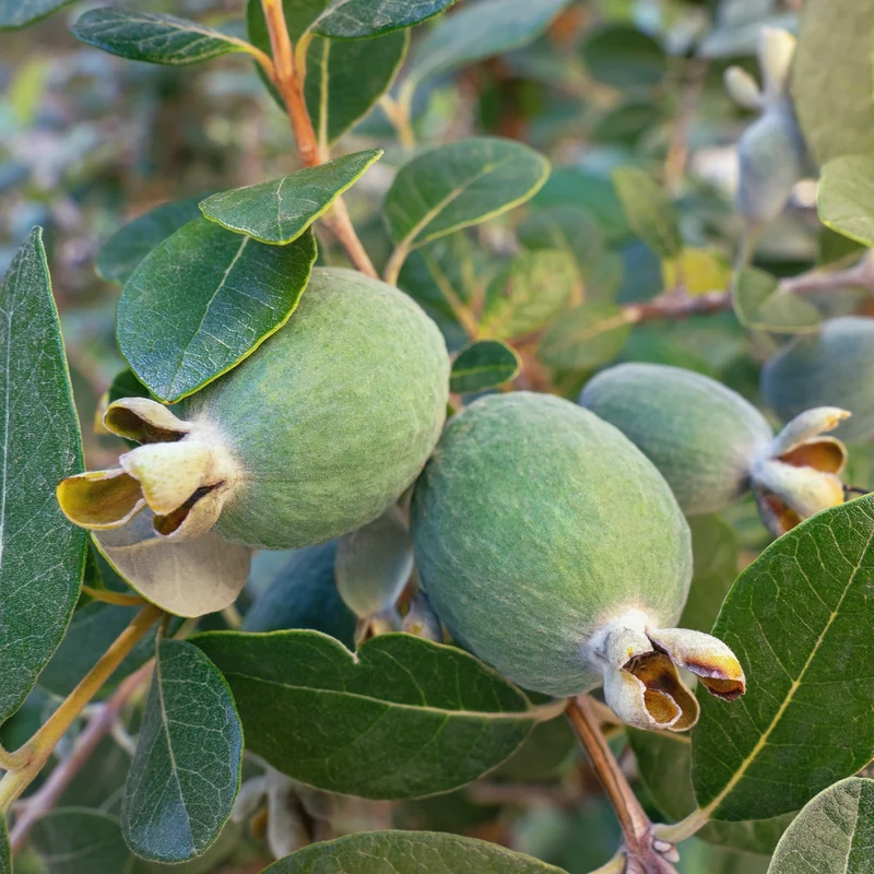 Goyavier du Brésil - Feijoa
