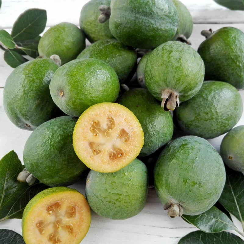 Goyavier du Brésil - Feijoa