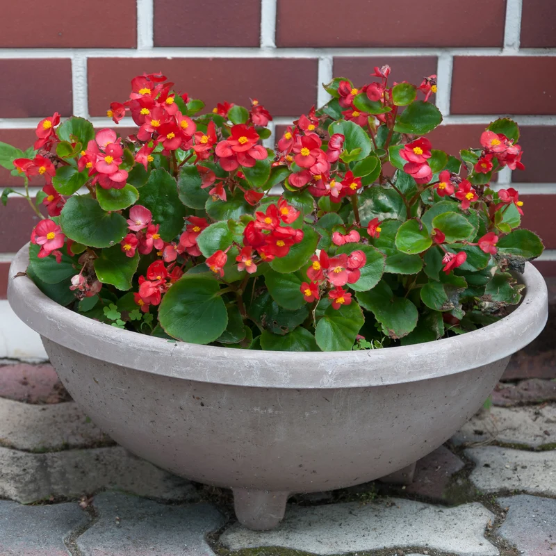 Bégonia semperflorens rouge