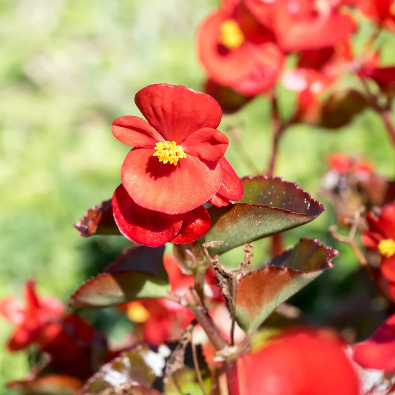 Bégonia semperflorens rouge