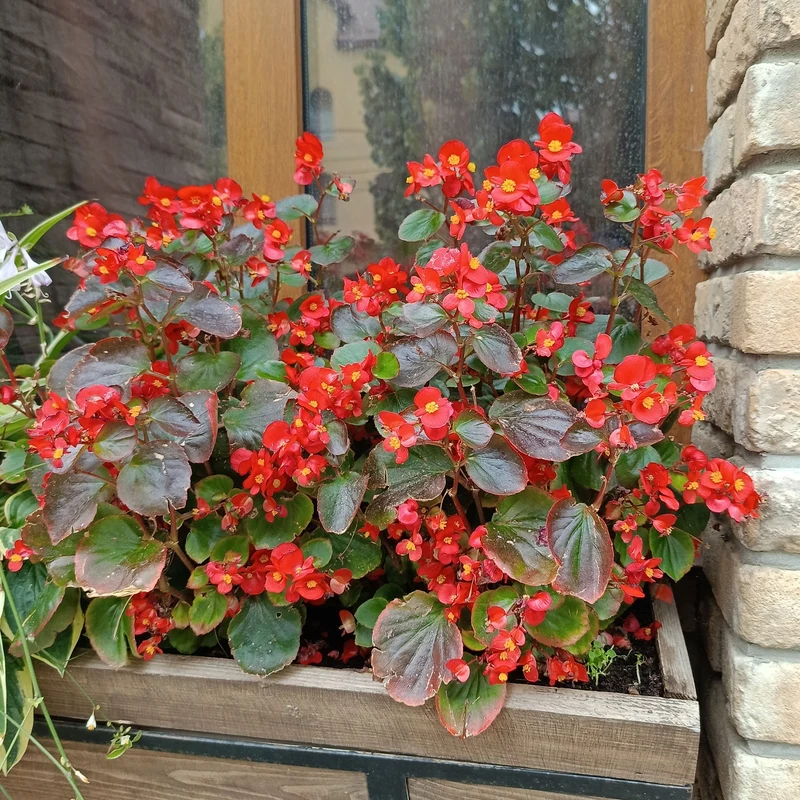 Bégonia semperflorens rouge