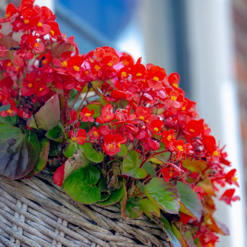 Bégonia semperflorens rouge