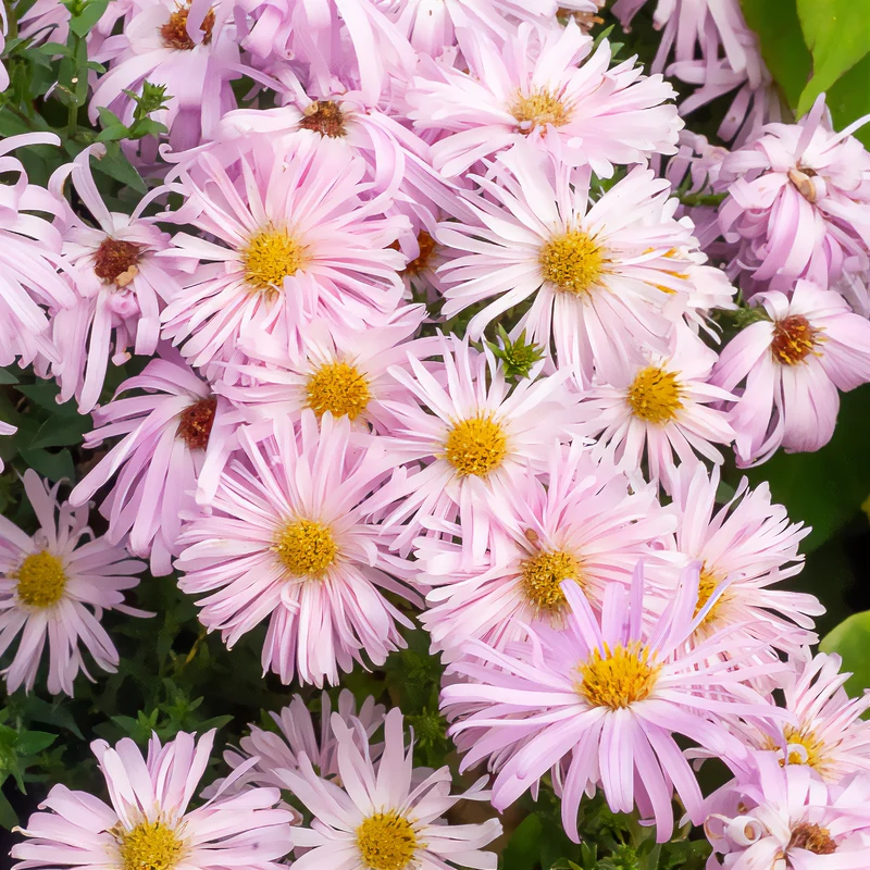 Aster grand d'automne Fellowship