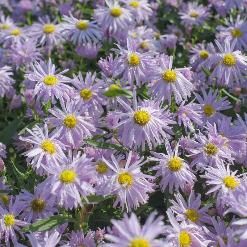 Aster grand d'automne Fellowship