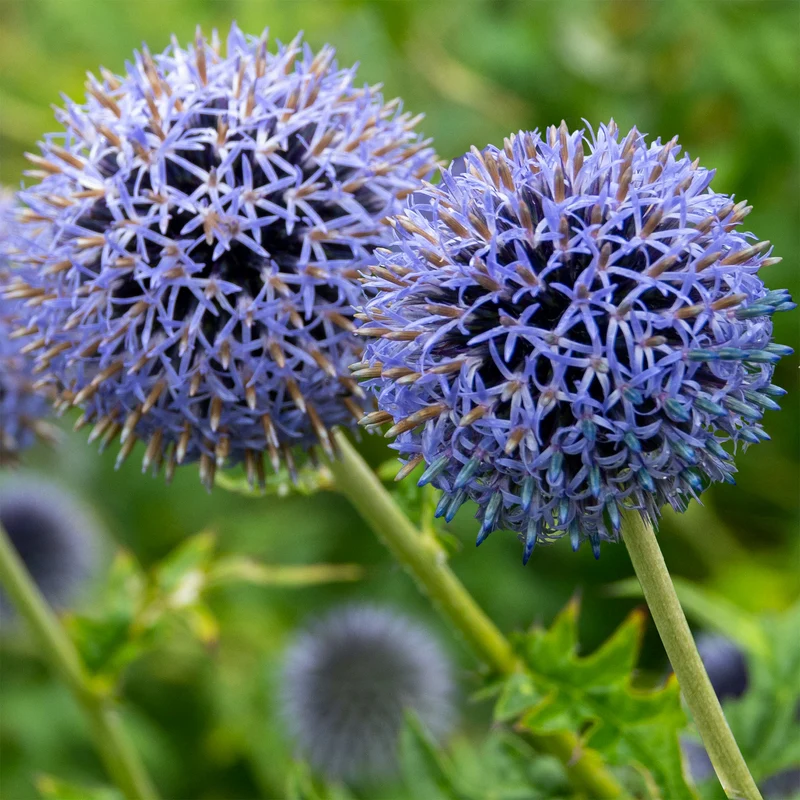 Boule azurée Blue Globe