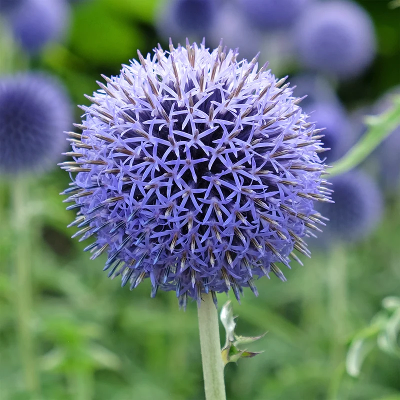 Boule azurée Blue Globe