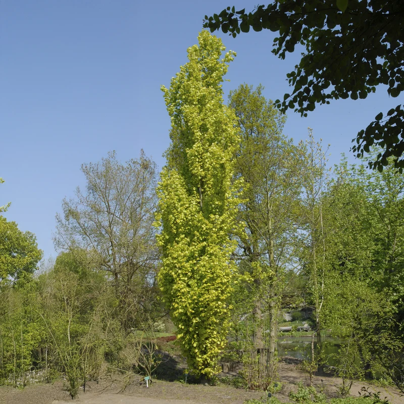 Hêtre fastigié Dawyck Gold
