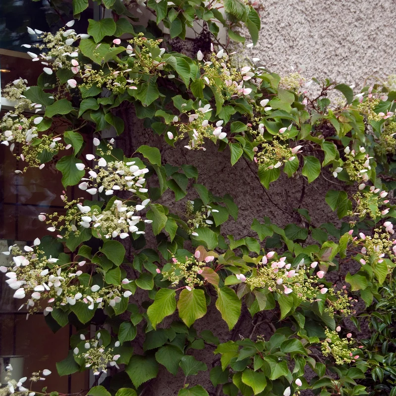 Hortensia grimpant Brookside Little Leaf - Schizophragma