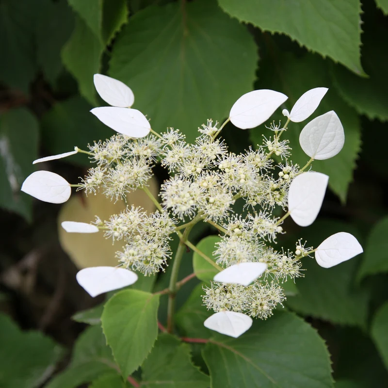 Hortensia grimpant Brookside Little Leaf - Schizophragma