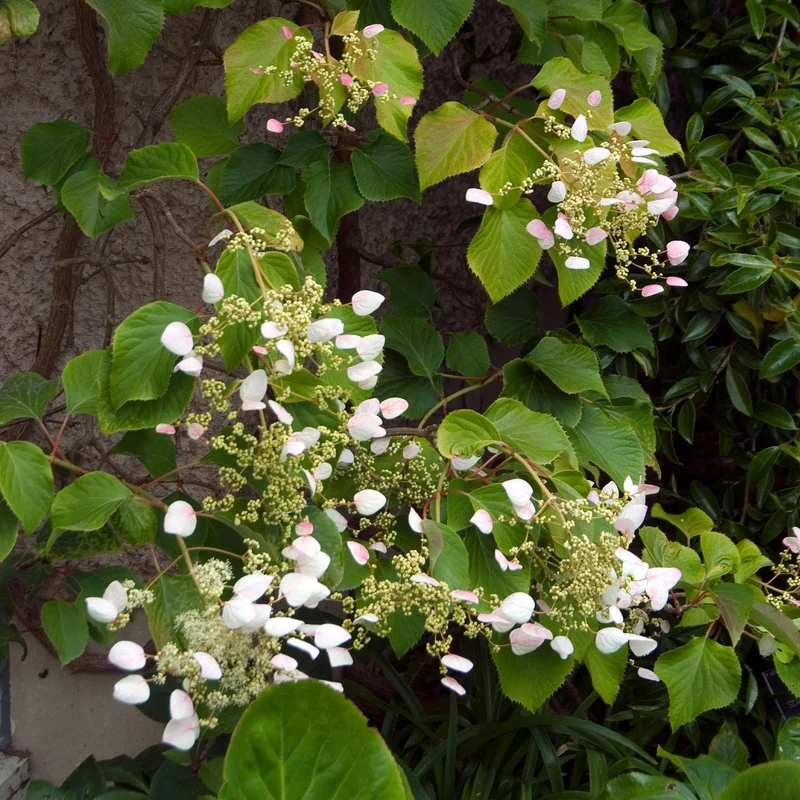 Hortensia grimpant Brookside Little Leaf - Schizophragma
