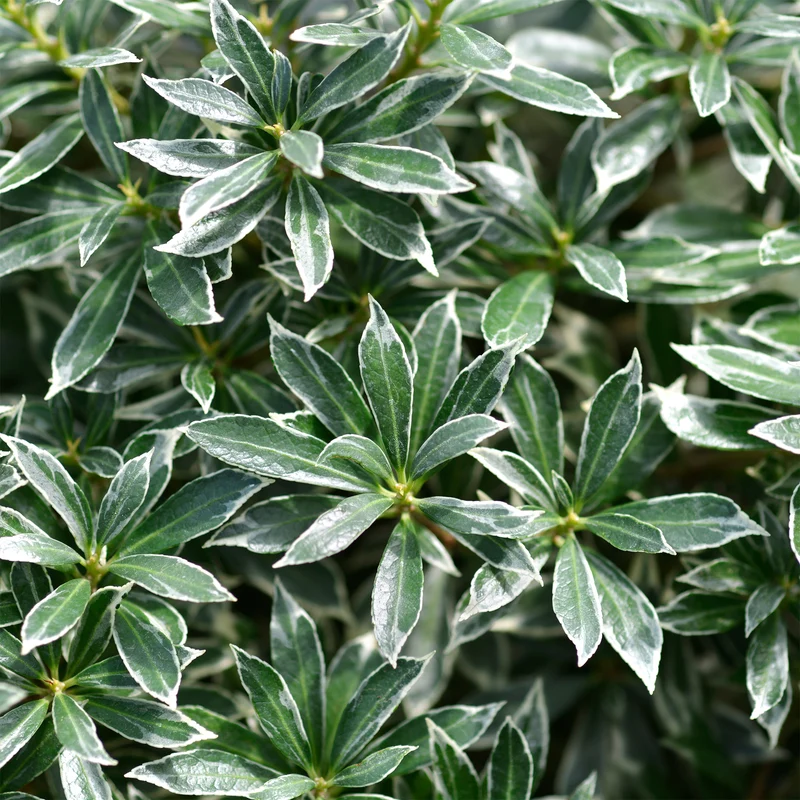 Andromède du Japon Ralto Rose® - Pieris
