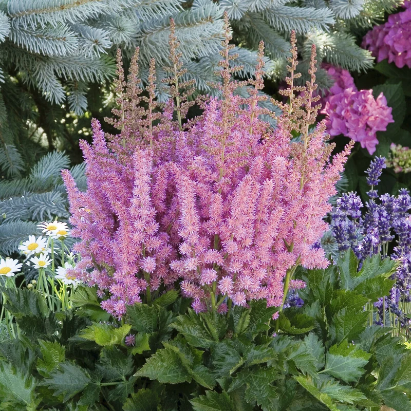 Astilbe Vision in Pink