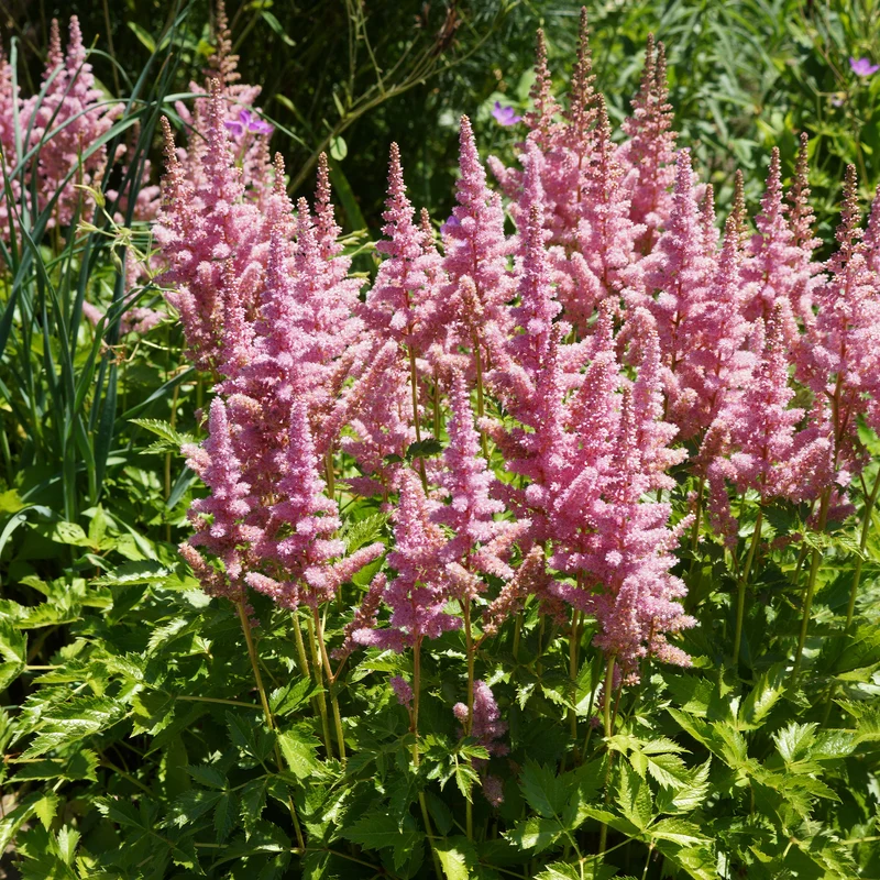 Astilbe Vision in Pink