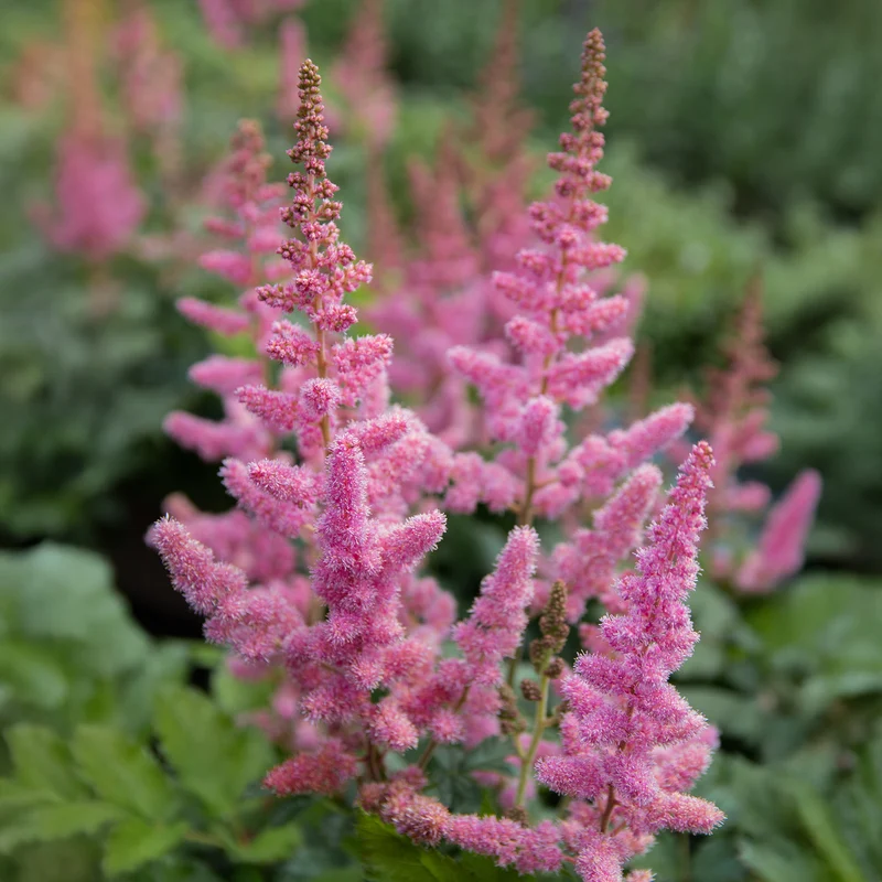 Astilbe Vision in Pink