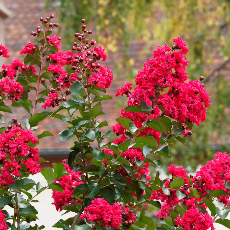 Lilas des Indes Red Rocket