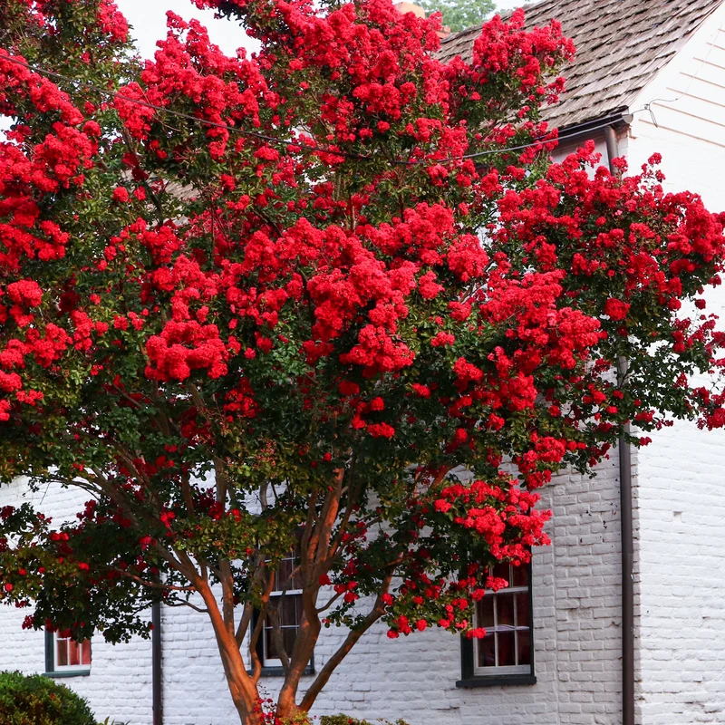 Lilas des Indes Red Rocket