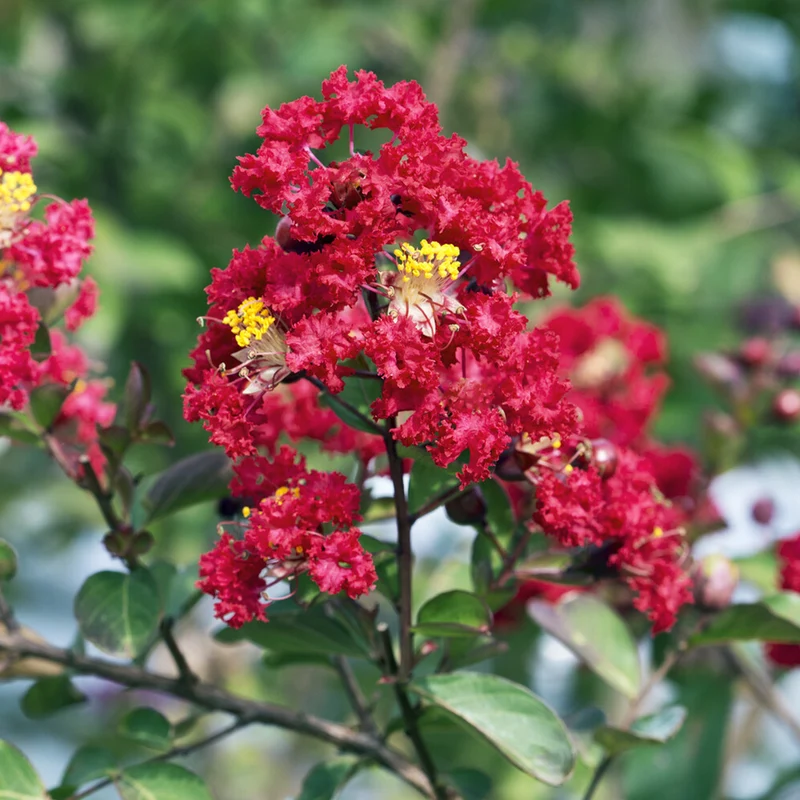 Lilas des Indes Red Rocket