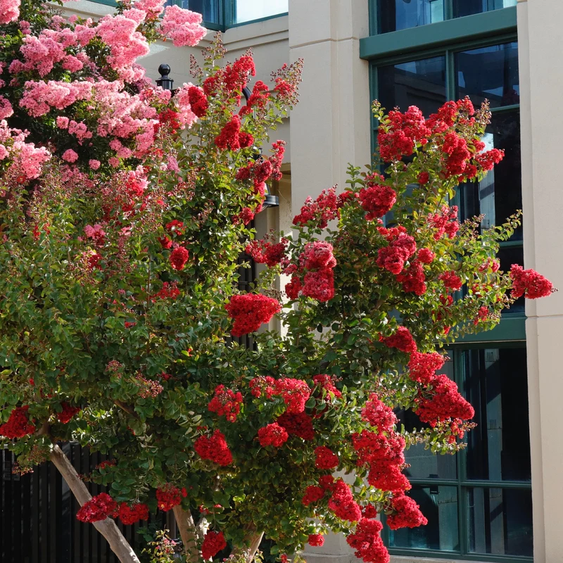 Lilas des Indes Red Rocket
