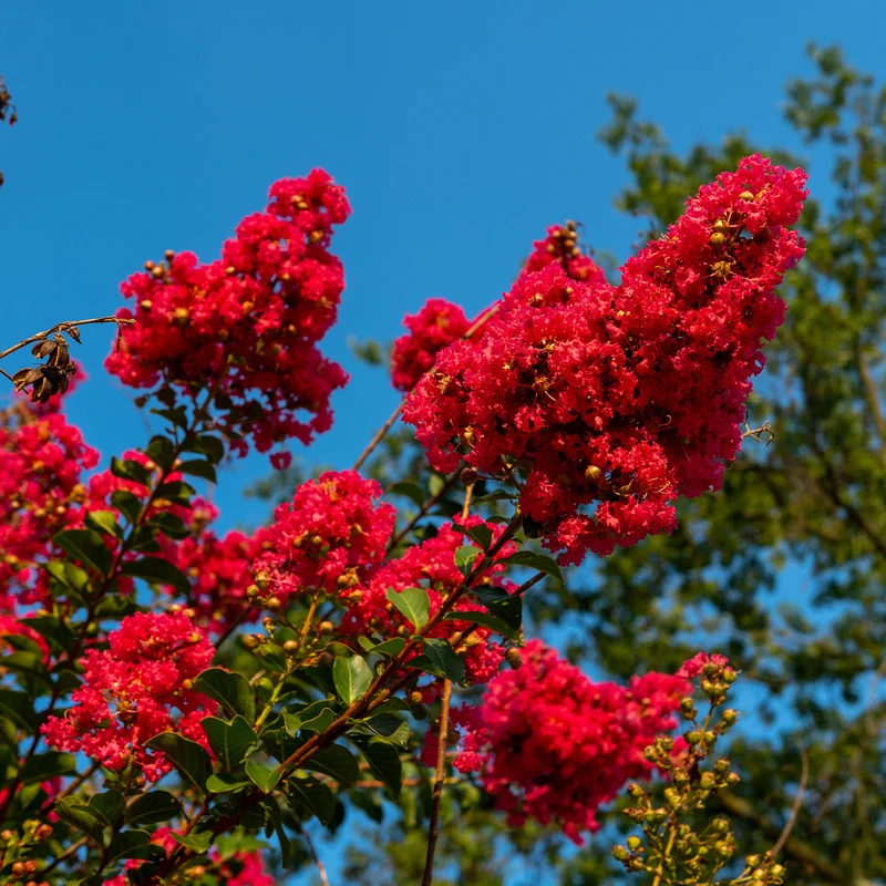 Lilas des Indes Red Rocket