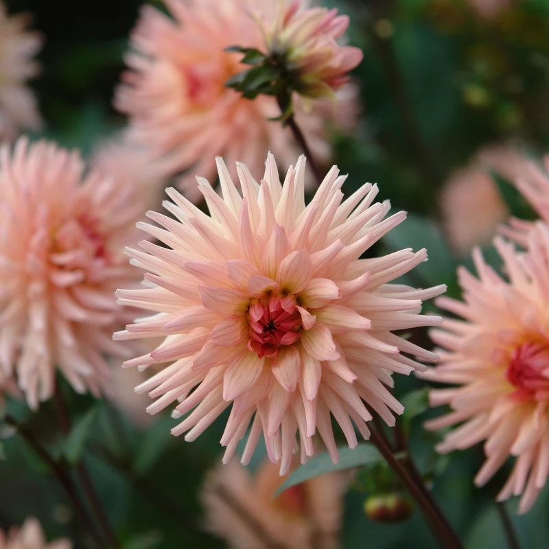 Dahlia cactus Préférence