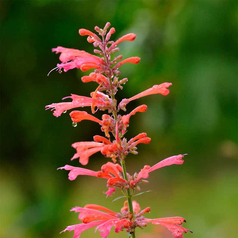 Agastache Kudos Coral