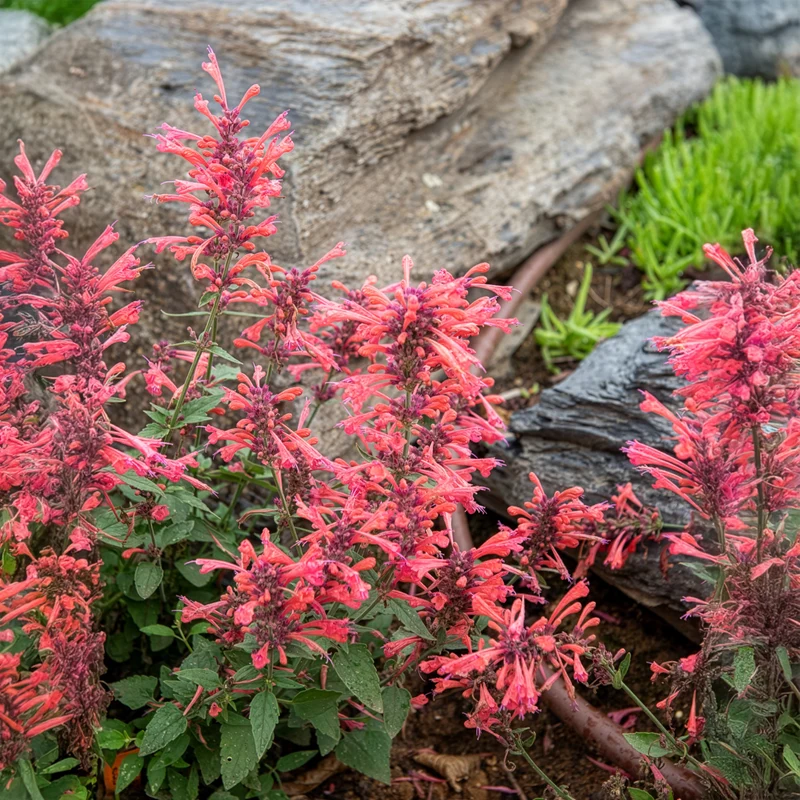 Agastache Kudos Coral