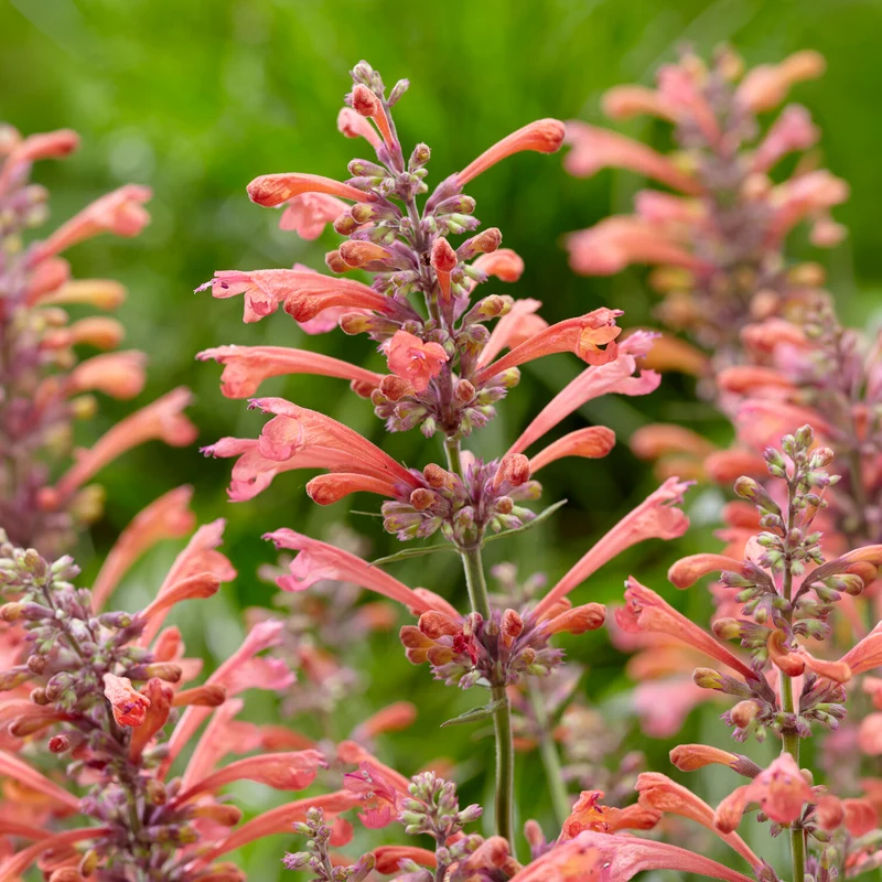 Agastache Kudos Coral
