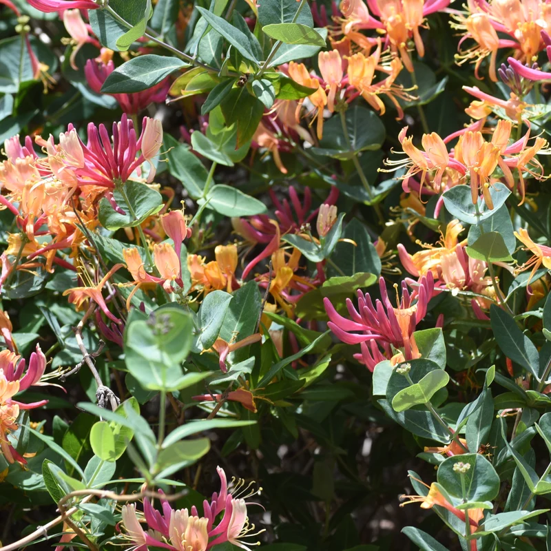Chèvrefeuille grimpant Goldflame