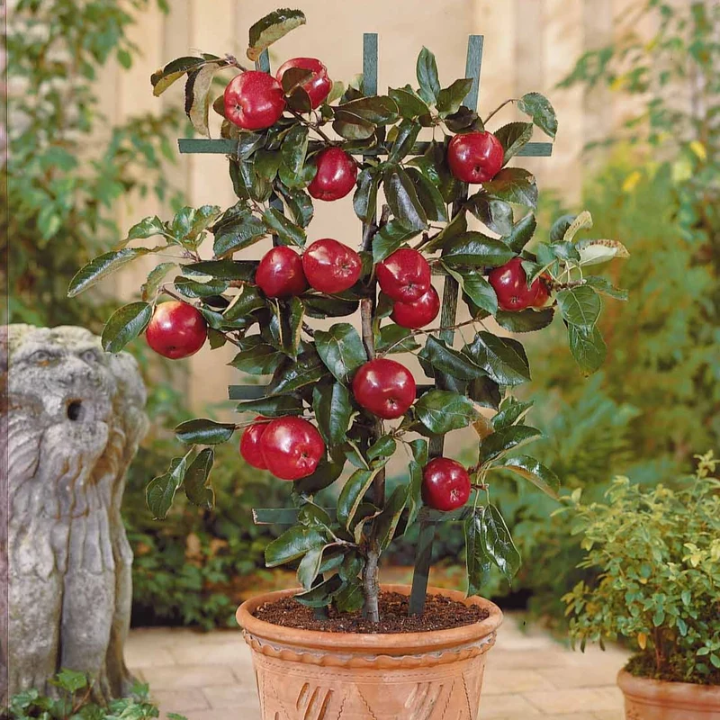 Mini-pommier Braeburn